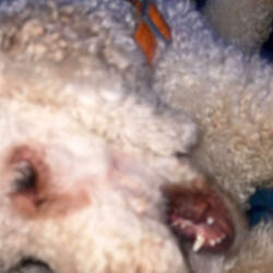 Cancioncita para jangear (feat. pradaeldiablo)