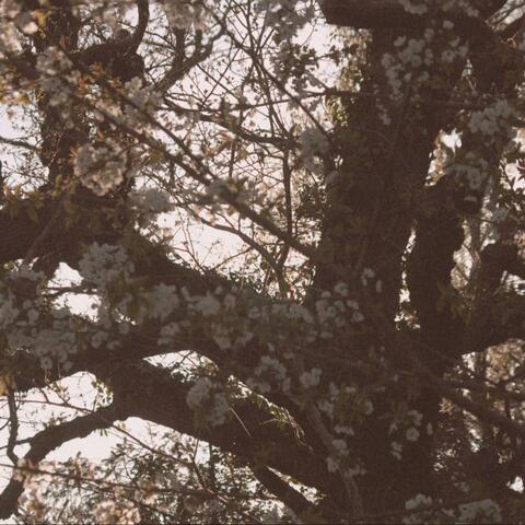 Legacy (Acoustic)