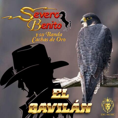 El Gavilán