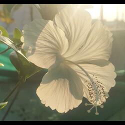 비밀의 정원 (Secret Garden)