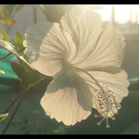 빛나는 순간 (Shining Moments)