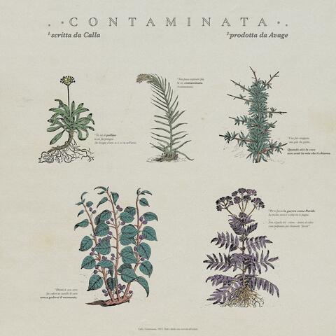 Contaminata (feat. Avage)