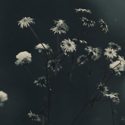 Grieg: Holberg Suite, Op. 40, Sarabande