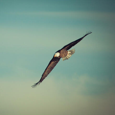 El Hijo del Viento