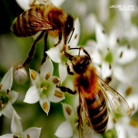 BEEHIVE