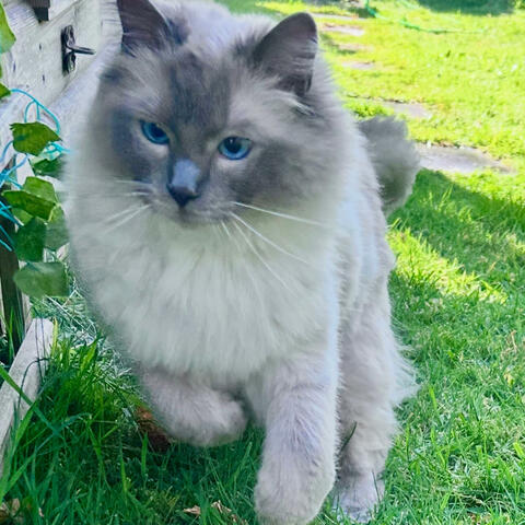 Kittens first spring