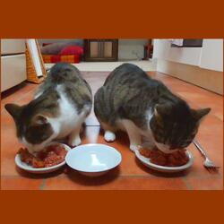 Cats eat and drink (Sound)