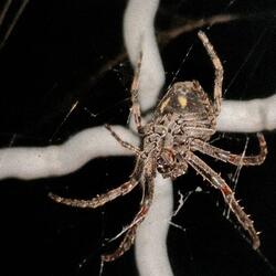 INFECT