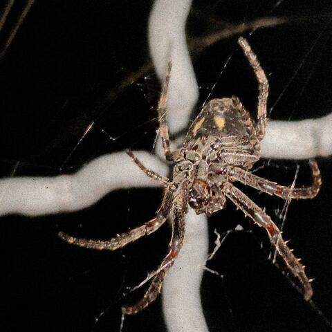 INFECT