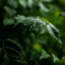 Lost In A Forest