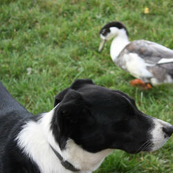 すずめ (Radio Edit)