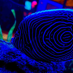 don't play this artist