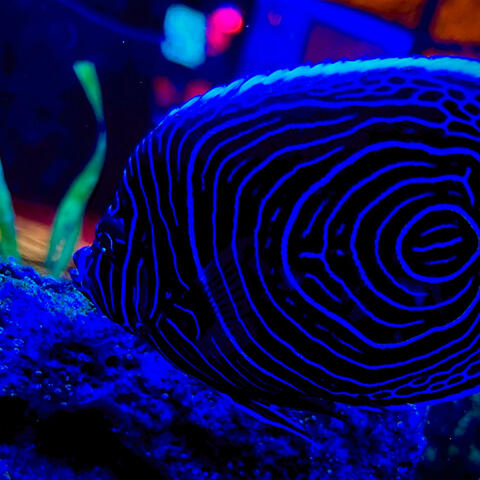 don't play this artist