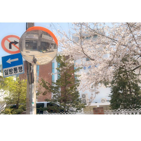 cherry blossoms
