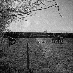 Horses Never Lie