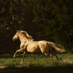 Free Spirit