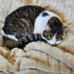 Mietz, Mietze, Kater oder Katze m