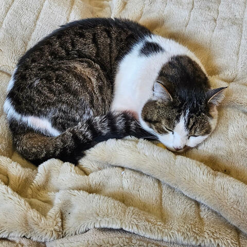 Mietz, Mietze, Kater oder Katze m