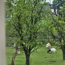 Tierquäler an den Pranger gestellt    (2)