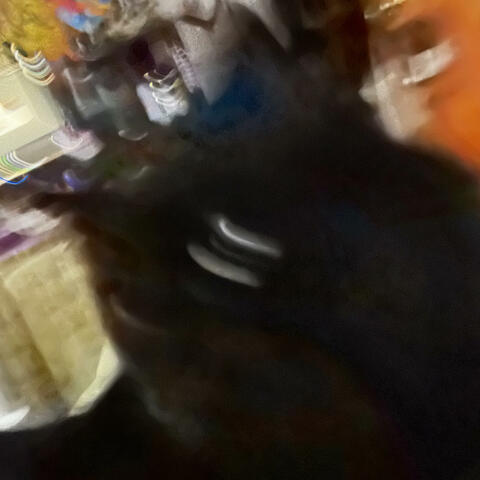 Some Cat Songs