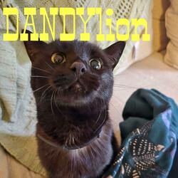 DANDYlion