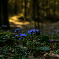 Emberleaf and Easing