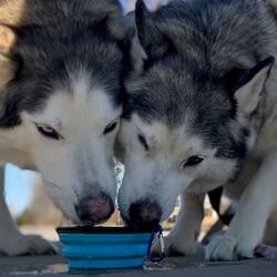 Huskies Laying In Bed
