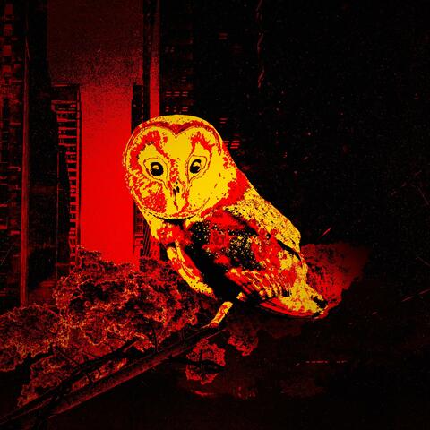 stray owl