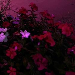 Without You (Sped Up)