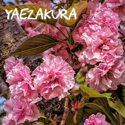 八重桜