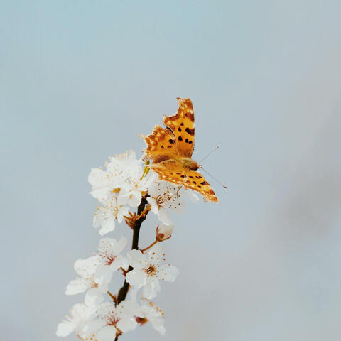 All Things Beautiful
