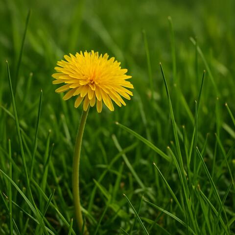 Sweet Dandelion
