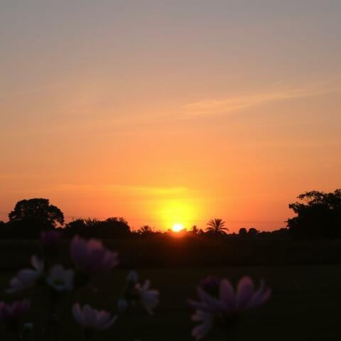 Midnight Bloom