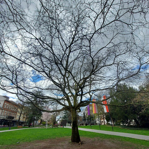 Der Zürgelbaum