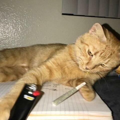 Mi joda