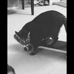 His Name Was Julio Dildo: An Independent Woman With No Need For A Man