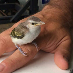 BIRD IN A CAGE (2025 Version )