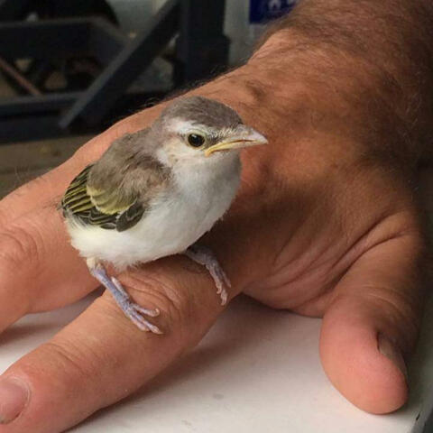 BIRD IN A CAGE (2025 Version )