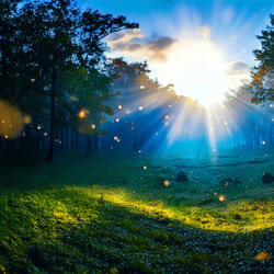 We Spoke in Fireflies