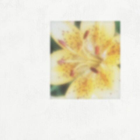 Lily