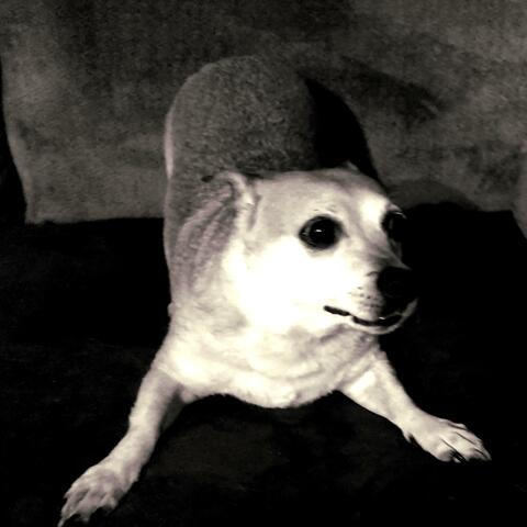 ODIE