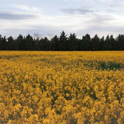 Golden Meadows
