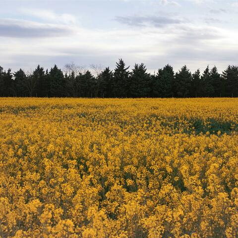 Golden Meadows