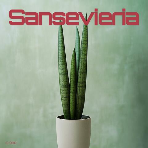 Sansevieria