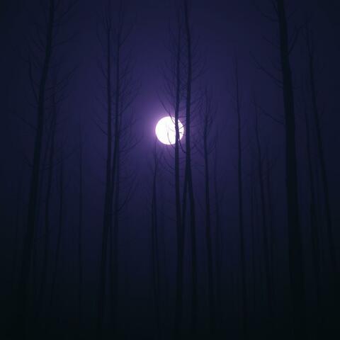 Midnight Echoes