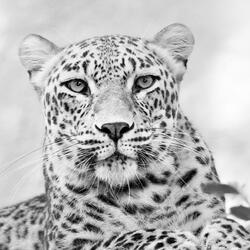 Criminal y Salvaje (feat. Andy y su instrumento musical)