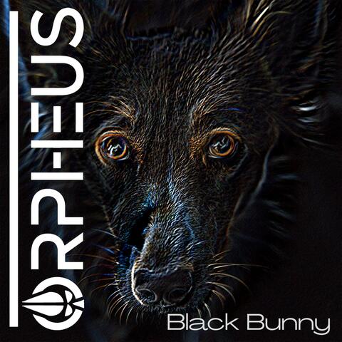Blackbunny