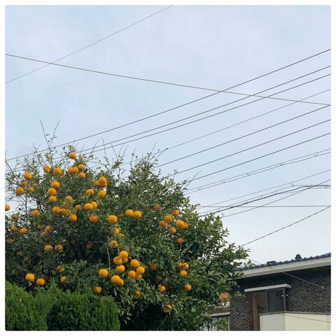Tangerine