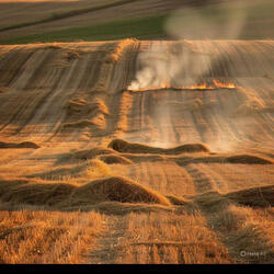 TAL PALHA