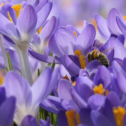 Dulce como la miel (feat. Pxnda lyrixs)